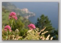 cinque terre - flora